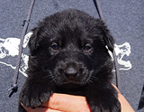 german shepherd puppy for sale