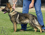 german shepherd puppy for sale