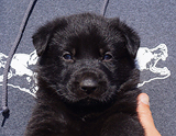 german shepherd puppy for sale