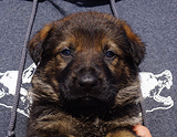 german shepherd puppy for sale