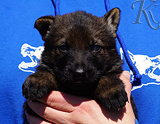 german shepherd puppy for sale