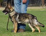 german shepherd puppy for sale