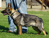 german shepherd puppy for sale