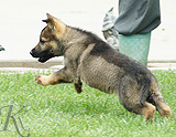 german shepherd puppy for sale