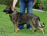 german shepherd dog breeding female