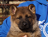 german shepherd puppy for sale