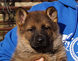 german shepherd puppy for sale