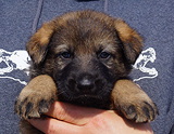 german shepherd puppy for sale