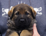 german shepherd puppy for sale