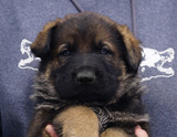 german shepherd puppy for sale