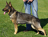 AKC registerd family companion german shepherd for sale