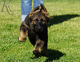 german shepherd puppy for sale