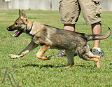 german shepherd puppy for sale