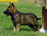 german shepherd puppy for sale