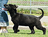 german shepherd puppy for sale