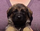 german shepherd puppy for sale