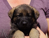 german shepherd puppy for sale