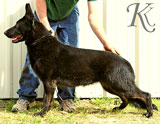 german shepherd  dog  Terry