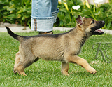 german shepherd puppy for sale