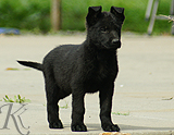 german shepherd puppy for sale