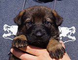 german shepherd puppy for sale