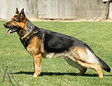 personal protection german shepherd dog for sale