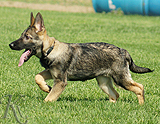 german shepherd puppy for sale