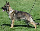 AKC registered trained personal protection german shepherd dog for sale