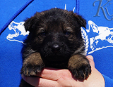 german shepherd puppy for sale