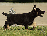 german shepherd puppy for sale