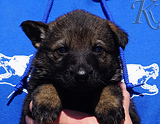 german shepherd puppy for sale