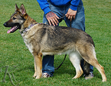 AKC registered german shepherd puppy / young adult for sale