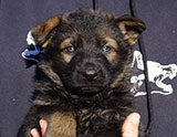 german shepherd puppy for sale