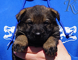 german shepherd puppy for sale