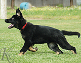 german shepherd puppy for sale