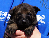 german shepherd puppy for sale