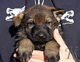 german shepherd puppy for sale