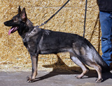 AKC registered german shepherd puppy / young adult for sale