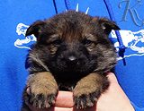 german shepherd puppy for sale