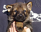 german shepherd puppy for sale