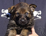 german shepherd puppy for sale