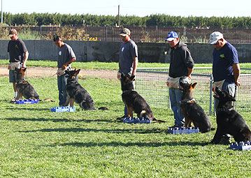 protection german shepherd puppies for sale