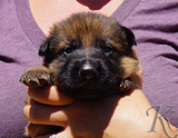 german shepherd puppy for sale