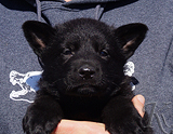 german shepherd puppy for sale