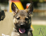 german shepherd puppy for sale