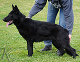 german shepherd future breeding female