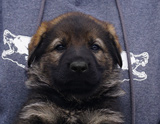 german shepherd puppy for sale