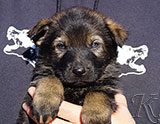 german shepherd puppy for sale