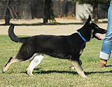 german shepherd puppy for sale