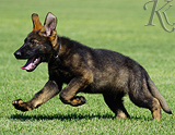 german shepherd puppy for sale